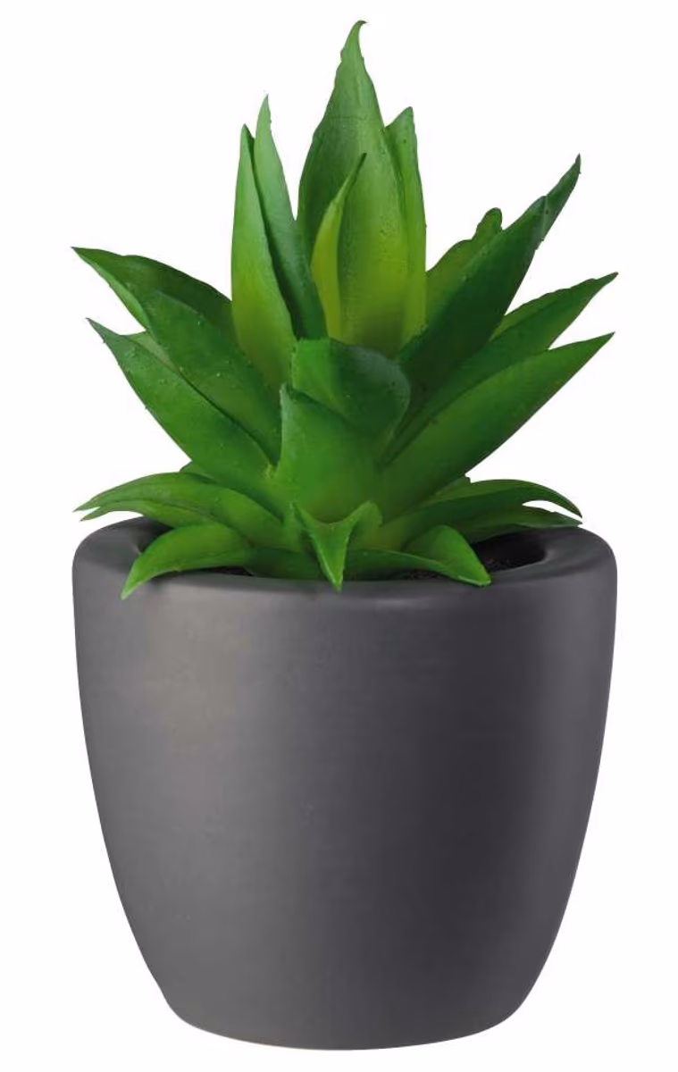 ASA Sukkulente Loca Grigio groß