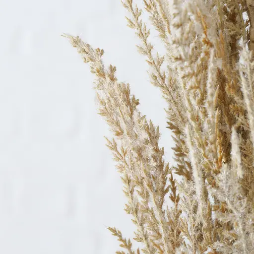 Deko Pampasgras groß 95cm Trockenblumen Hellbraun natur 2fach sort.