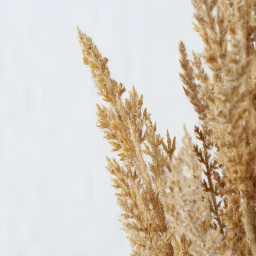 Deko Pampasgras groß 95cm Trockenblumen Hellbraun natur 2fach sort.