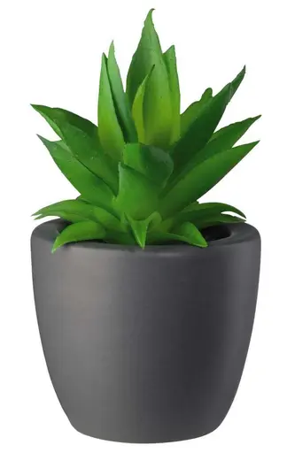 ASA Sukkulente Loca Grigio groß